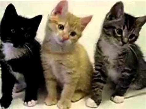 Cute kittens playing with a feather - YouTube