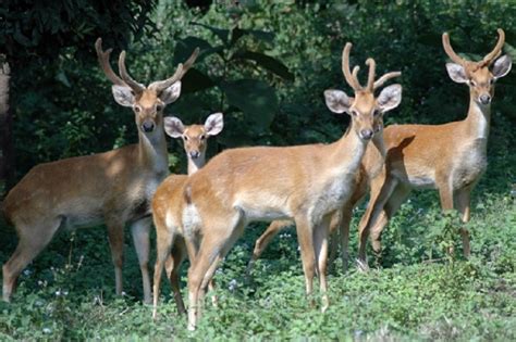 Manipur: Endangered species of Sangai population on the rise in its natural habitat