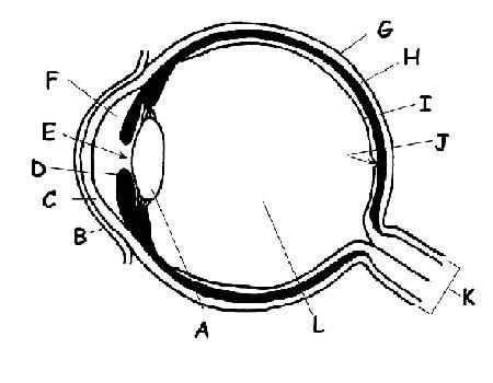 Special Senses Worksheet - WikiEducator