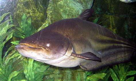 Fishermen in Cambodia catch rare and iconic Mekong giant catfish - Men's Journal