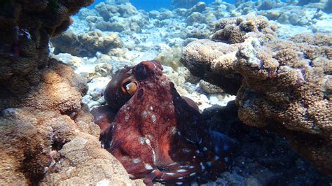 Octopus, the master of camouflage - Ocean Dimensions