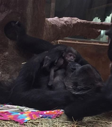 National Zoo Gorilla Welcomes Newborn Baby — PICS | Baby gorillas, Gorilla names, Western ...