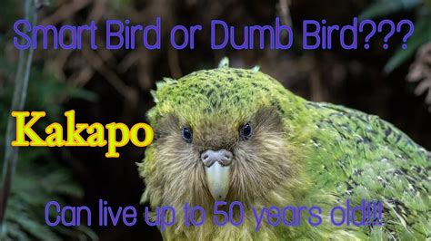 Sounds of Kakapo Bird. - YouTube