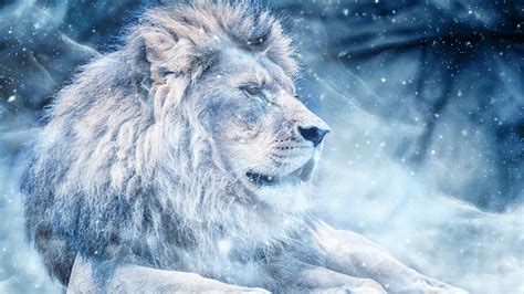 Wallpaper Löwe, Schnee, Raubkatze, König der Tiere # | Snow lion, Lion art, Lion pictures