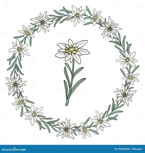 Edelweiss Flower. Floral Wreath. Mountain Plant. Hand Draw Sketch Stock Vector - Illustration of ...