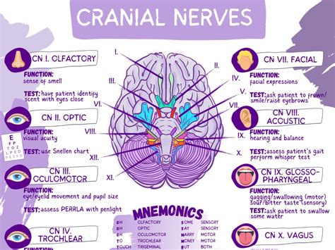 Cranial Nerves & Functions Worksheet Template-student Nurse Review Sheet-digital Download - Etsy