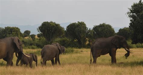 Nimule National Park - Ayoma