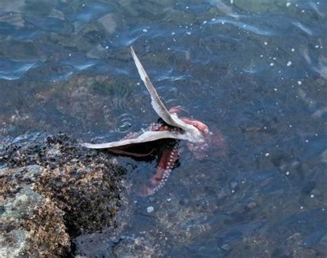 Nope! (octopus eating a seagull) : pics