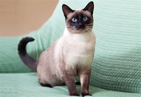 Traditional Siamese Cat Breed Information, Images, Characteristics, Health