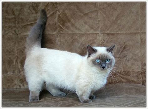 Cat Breeds Munchkin - Pets Lovers