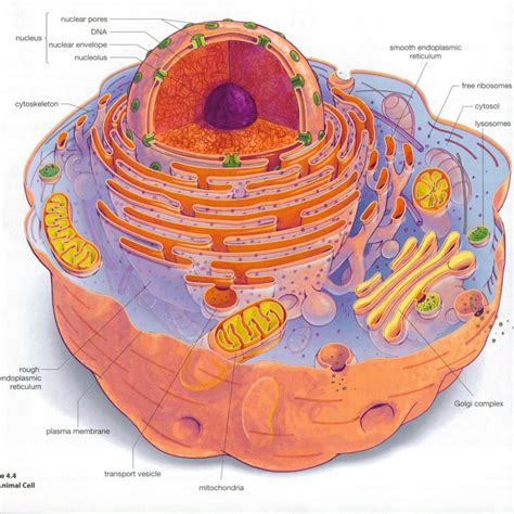 Eukaryotic cell structure diagrams : Biological Science Picture Directory – Pulpbits.net