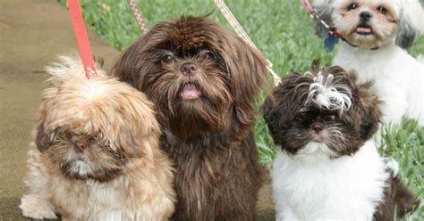 FAQ - Sunnybelle AKC Chocolate Shih Tzus