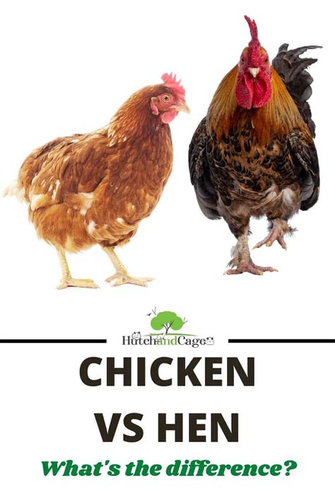 Chicken Vs Hen ( What's The Difference? ) | Hutch and Cage