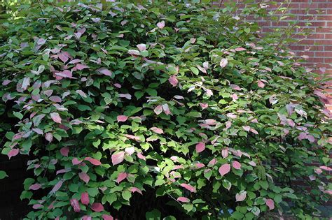 Actinidia kolomikta | Landscape Plants | Oregon State University