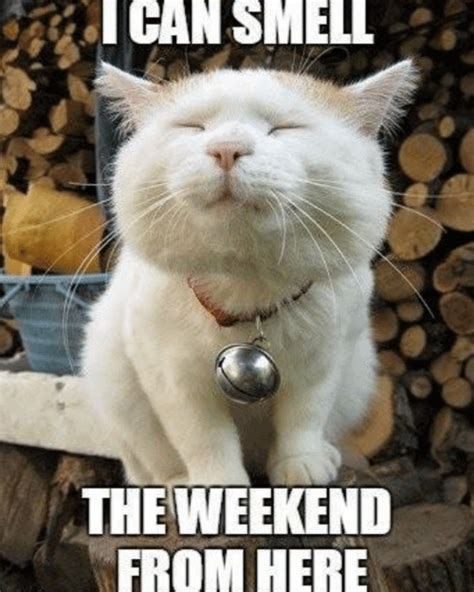 Almost The Weekend Cat Meme | Meme Baby