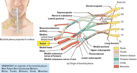 Radial nerve anatomy, radial nerve palsy and radial nerve injury