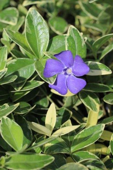 Vinca minor 'Variegata' - Devil Mountain Wholesale Nursery