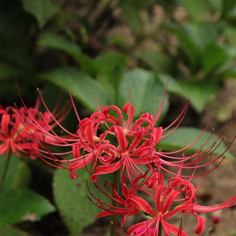 Red Spider Lily Lycoris Facts Meaning And Symbolism A To Z Flowers | Hot Sex Picture