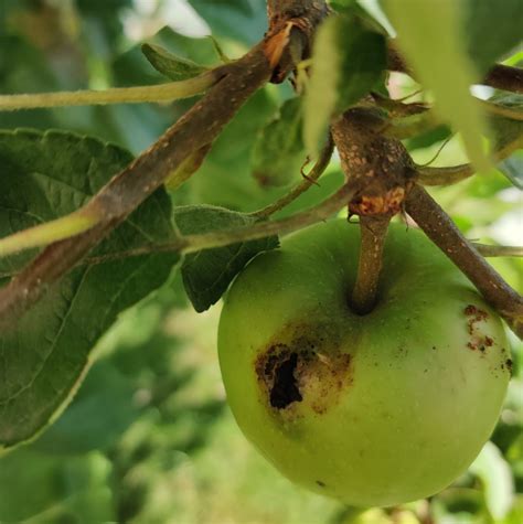 Apple tree with pests - codling moth | Armuro