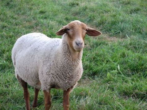 Tunis Sheep | Breezy Meadows Farm - Paul & Jolene Vezzetti | Sheep, Sheep and lamb, Sheep breeds