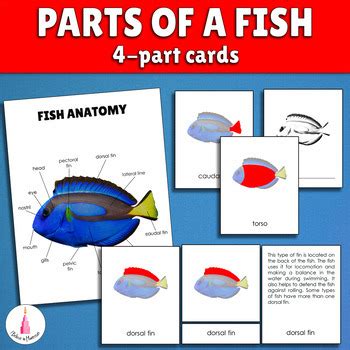 Fish Anatomy Diagram