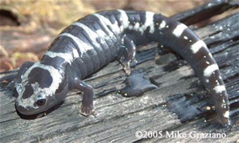 Caudata Culture Species Entry - Ambystoma opacum