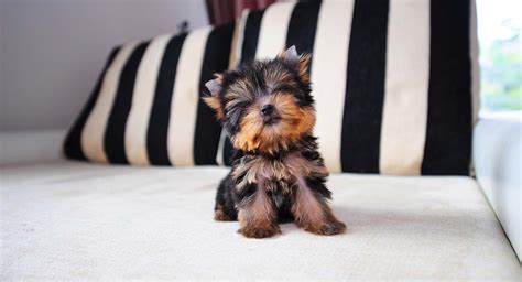 Teacup Yorkie Dog - Photos All Recommendation