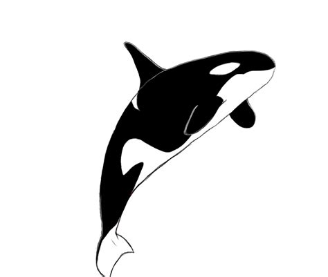 Orca killer whale clipart 2 - WikiClipArt