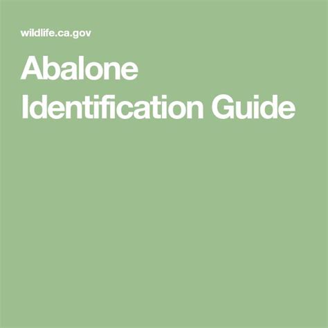 Abalone Identification Guide | Abalone, Brownish yellow, Yellow flats