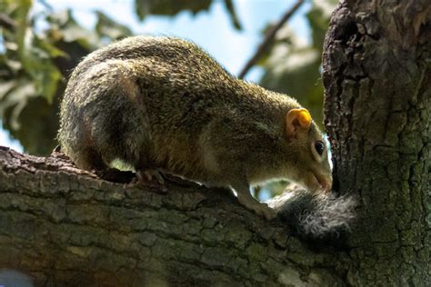 tree shrew - Potawatomi Zoo