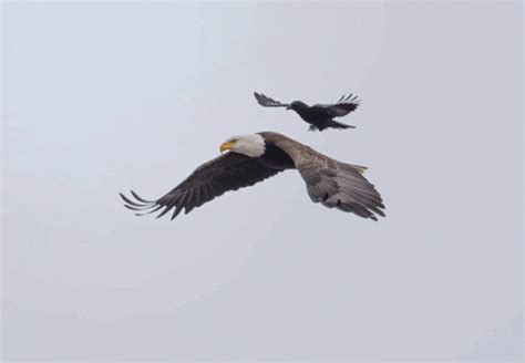 eagle animated GIF