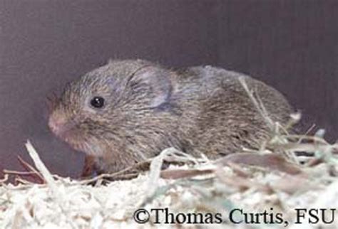 Tennessee Watchable Wildlife | Prairie Vole