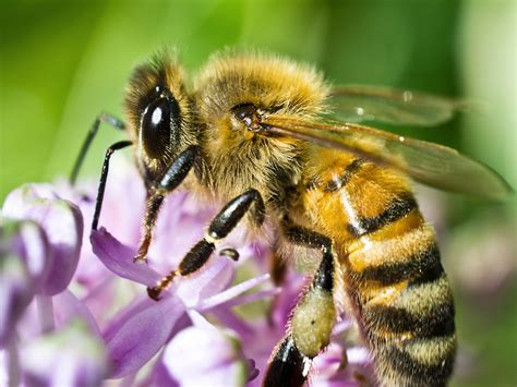 Honey Bee Control, Management, & Treatment: Honey Bee Info