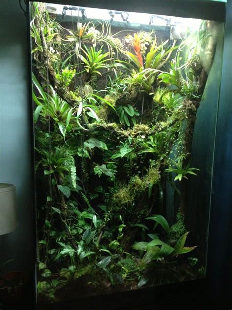 Click this image to show the full-size version. | Tree frog terrarium, Frog terrarium, Terrarium ...