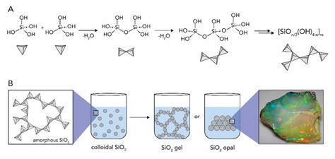 The silica formation. (A) Condensation of silicic acid Si(OH)4 to... | Download Scientific Diagram