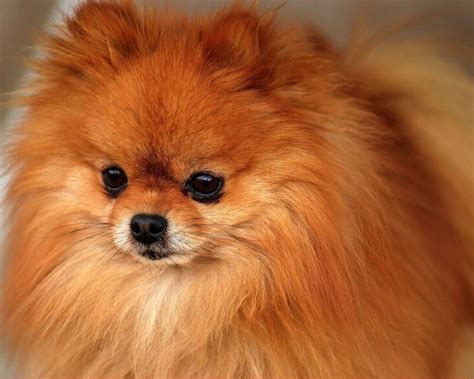 Pomeranian - All Small Dogs Wallpaper (18774587) - Fanpop