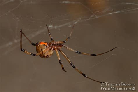 Brown Widow Spider (Latrodectus geometricus) Pictures | Wild Macro ...