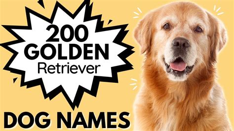 200 GOLDEN RETRIEVER Dog Names | Male and Female Dog Names For Your ...