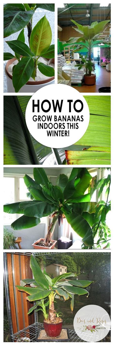 How to Grow Bananas Indoors This Winter!| Growing Bananas Indoors, How to Grow Bananas, Indoor ...