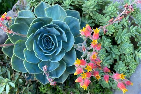 How to Grow Echeveria Succulents | Gardener's Path