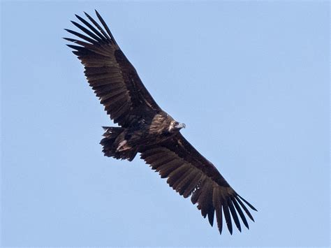 Cinereous Vulture - eBird