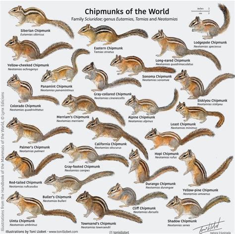 A cool guide to chipmunks : r/chipmunks