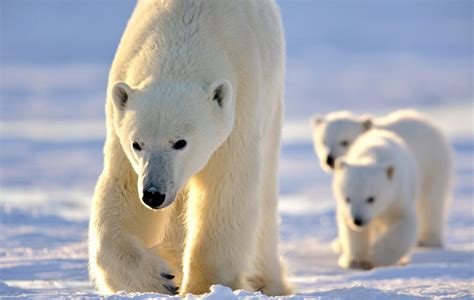 polar bears Archives | Page 2 of 2 | Arctic Kingdom