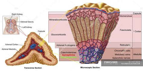 Anatomy of adrenal gland with labels — medicine, chromaffin cells ...