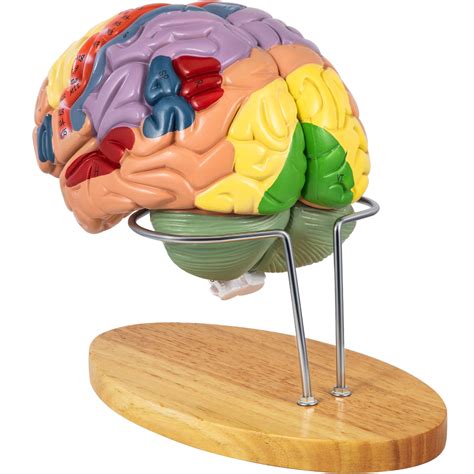 VEVOR Human Brain Model Anatomy 4-Part Model of Brain w/Labels & Display Base Color-Coded Life ...