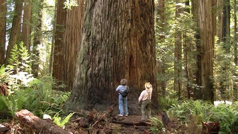 The Magic of California's Redwood Forests