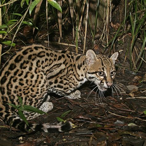 What Is A Ocelots Behavior