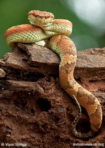 Malabar Pit Viper | Indiansnakes.org