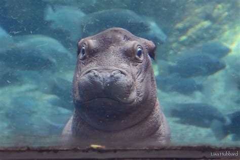 The Public Can Now See Fritz the Baby Hippo at The Cincinnati Zoo