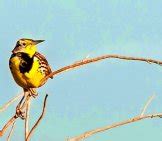 Meadowlark - Description, Habitat, Image, Diet, and Interesting Facts